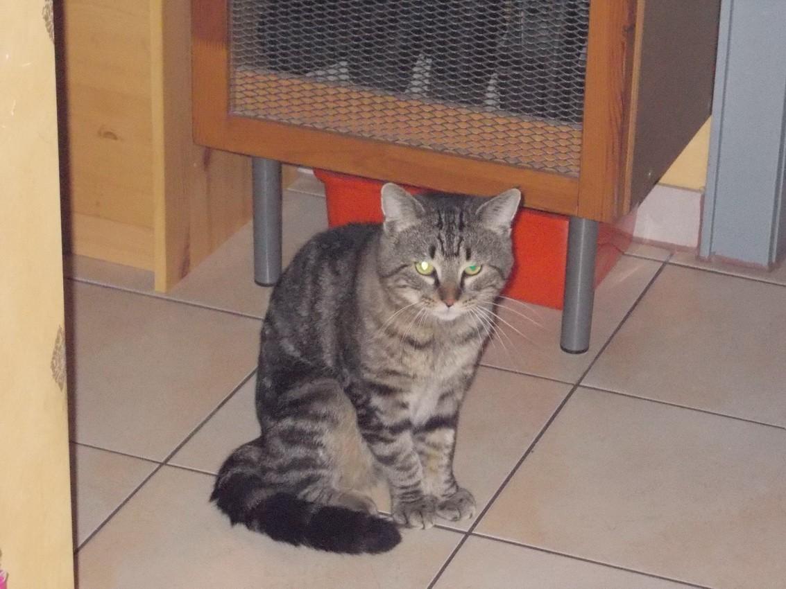 Django sitzt auf dem Boden