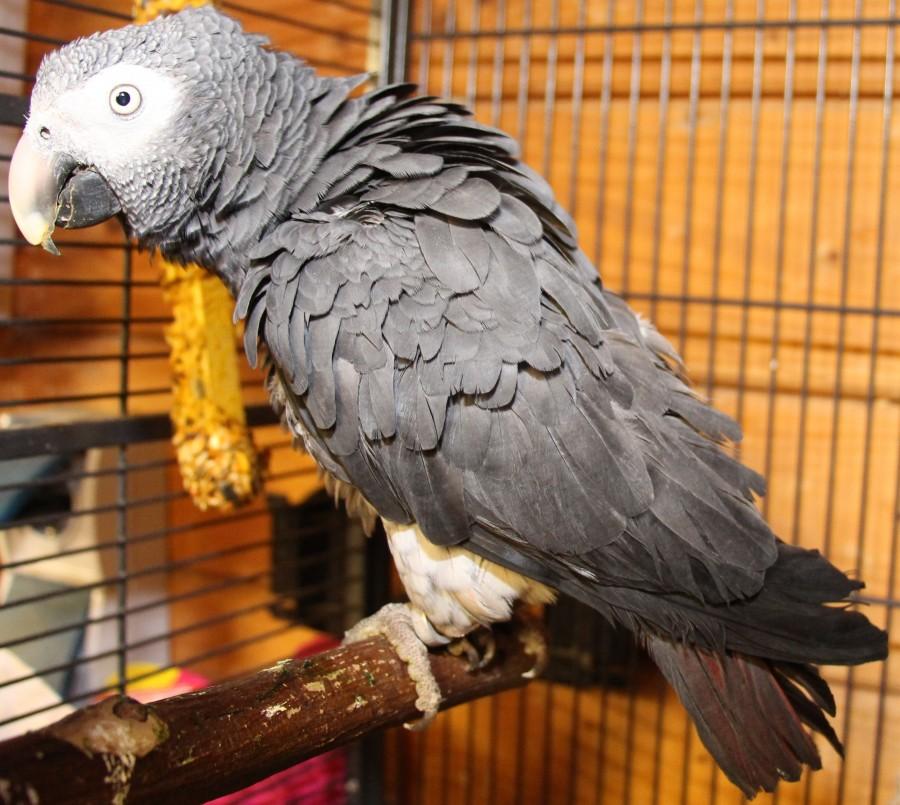 Ein Graupapagei (Psittacus timneh).