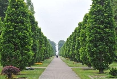 Auf dem Foto ist die Allee der Hauptsichtachse des Hauptfriedhofs zu sehen.
