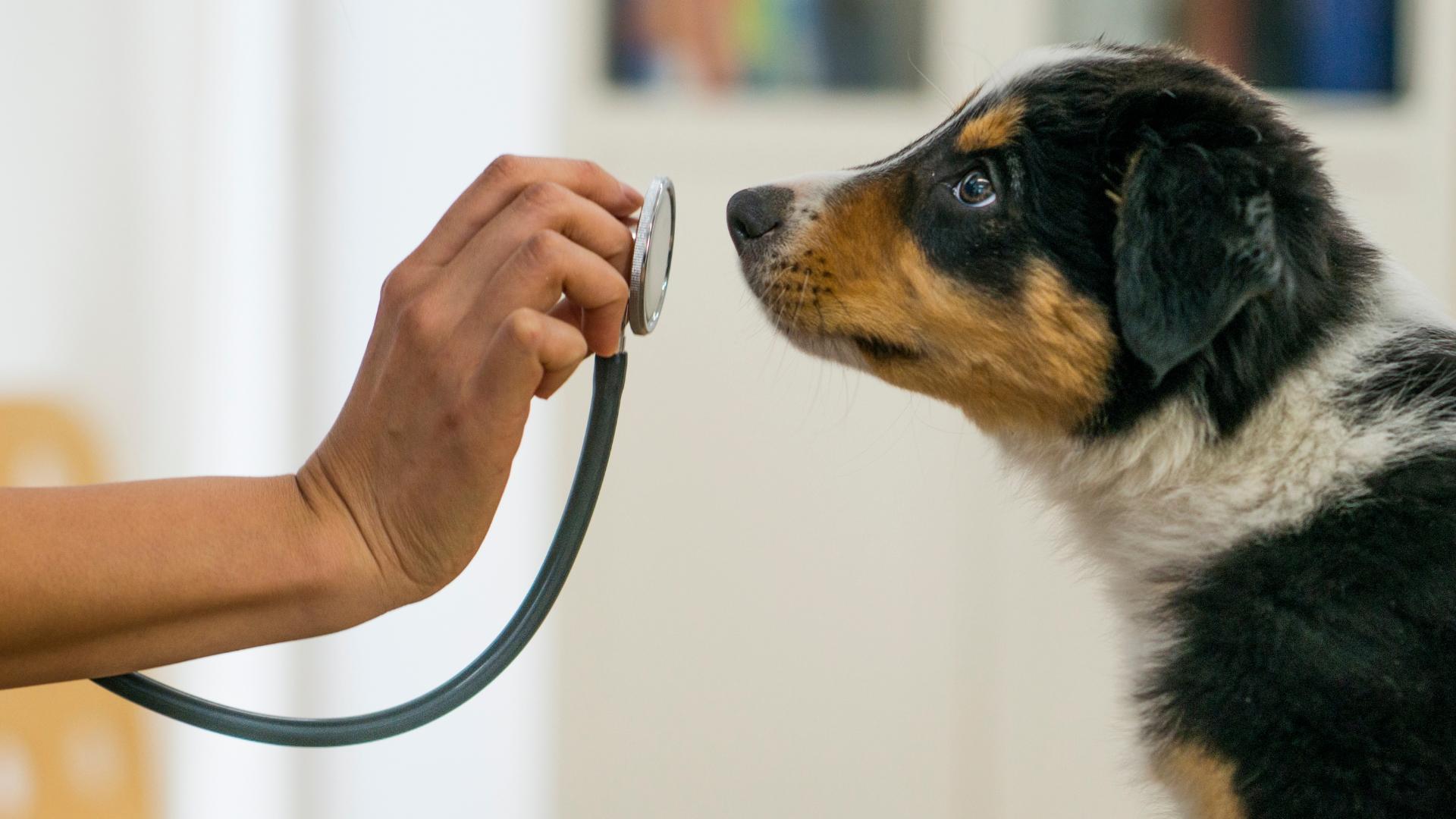 Hund beim Tierarzt