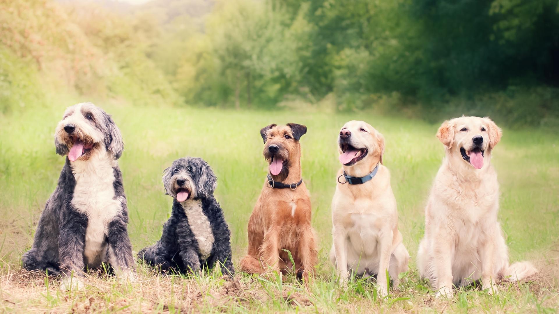 fünf Hunde sitzen auf einer grünen Wiese