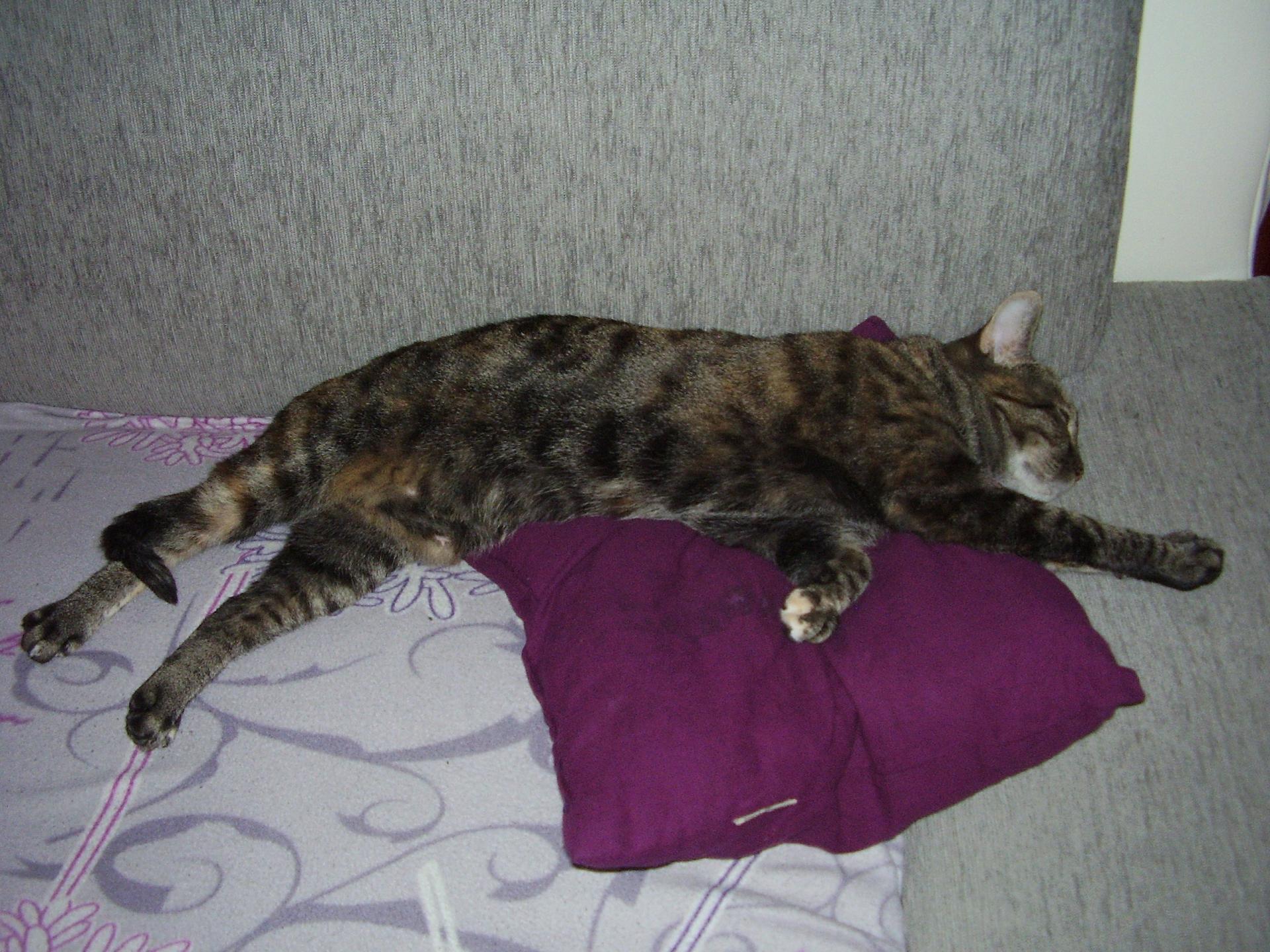 Katze Katinka schläft