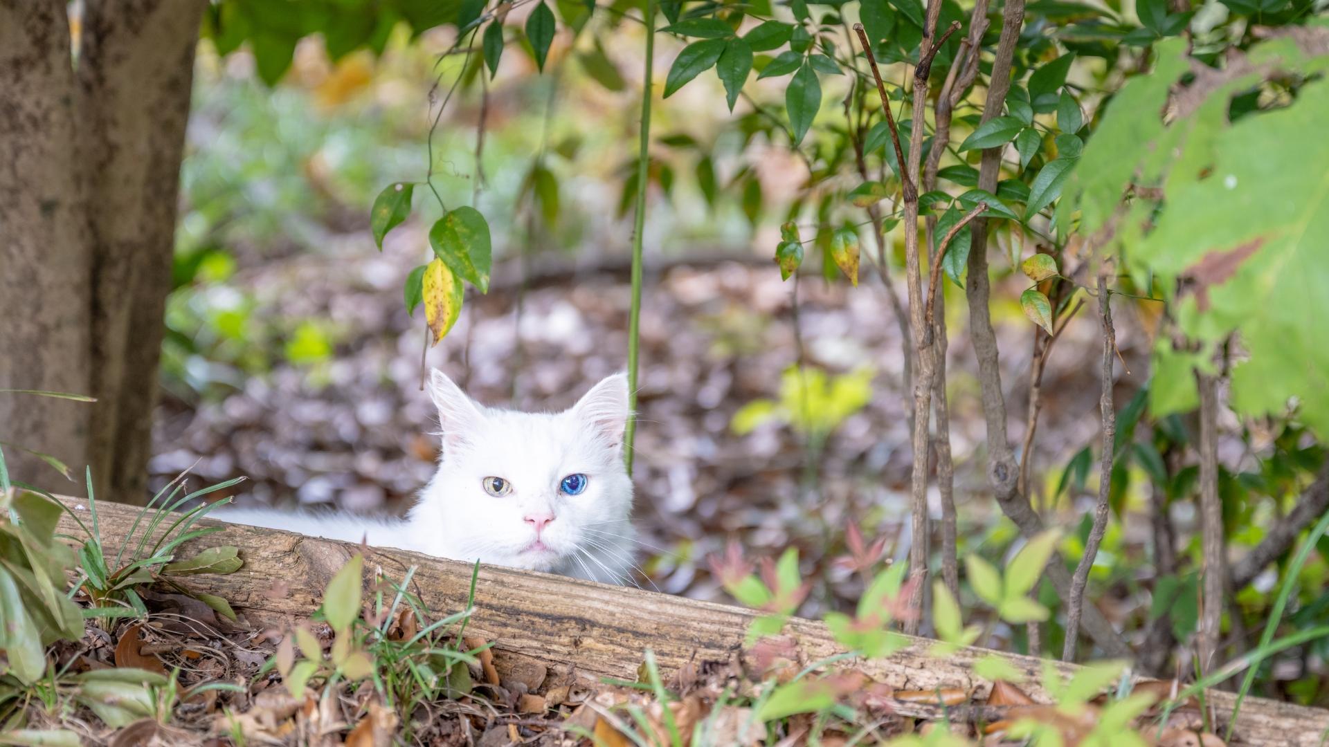 Katze sitzt in einem Waldgebiet