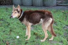 Hund Lucky beim Gassigehen