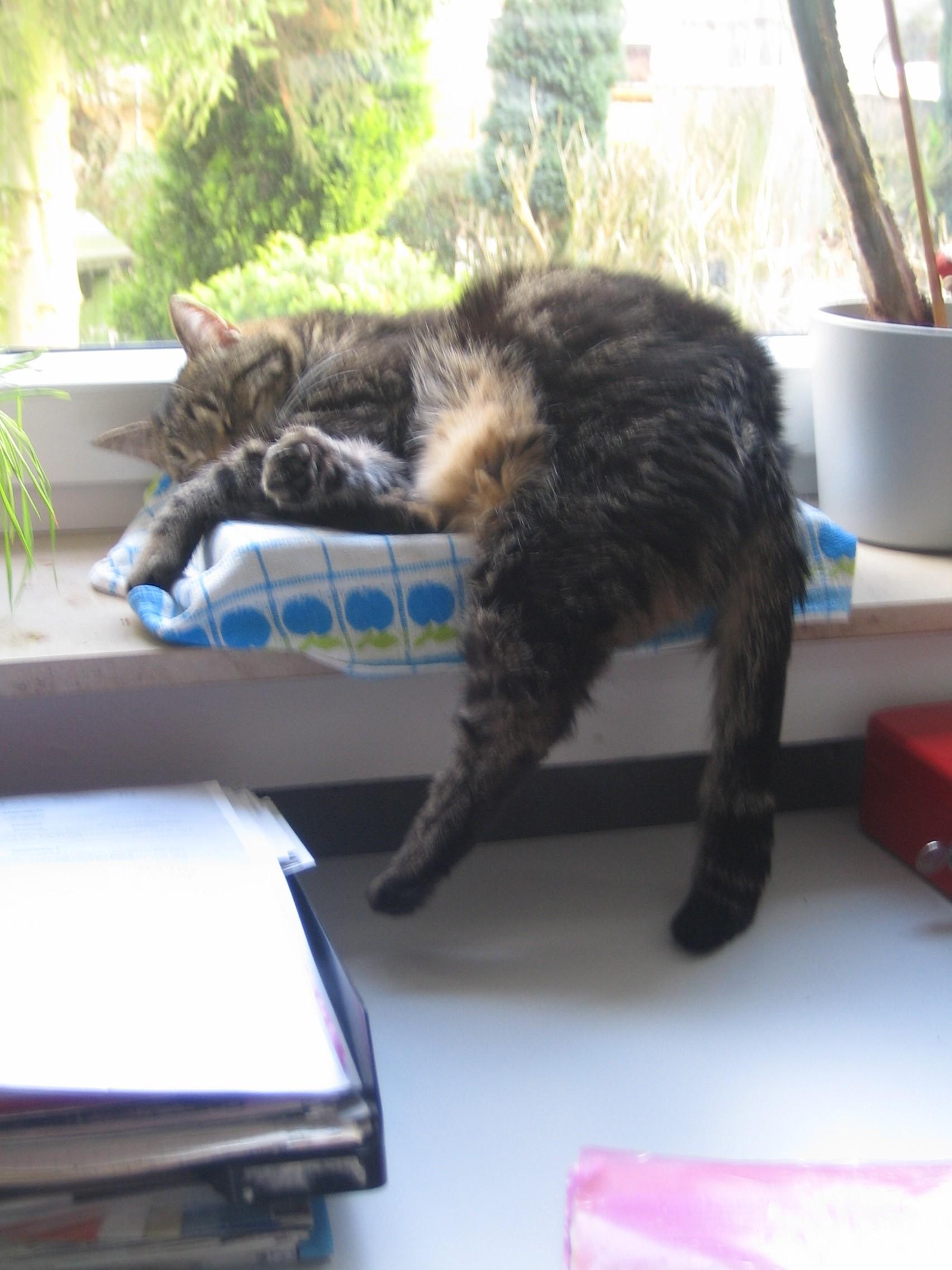 Kater Max liegt auf der Fensterbank