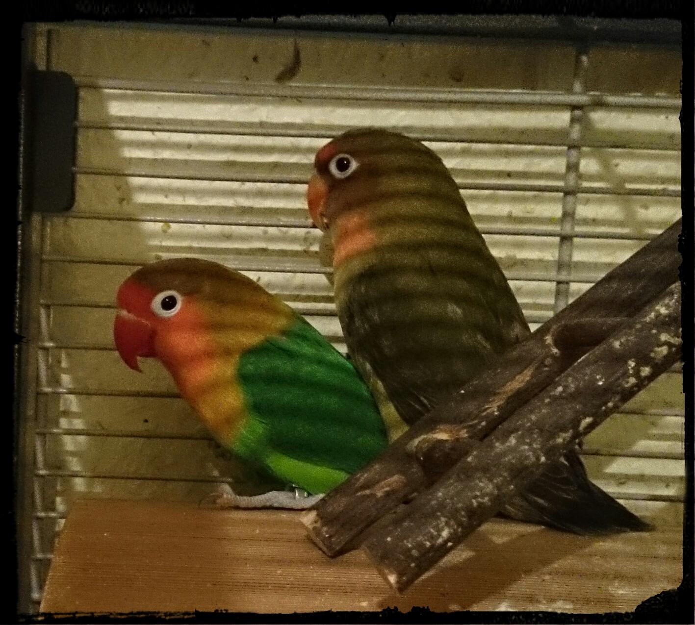 Papagei Peaches sitzt auf einem Ast