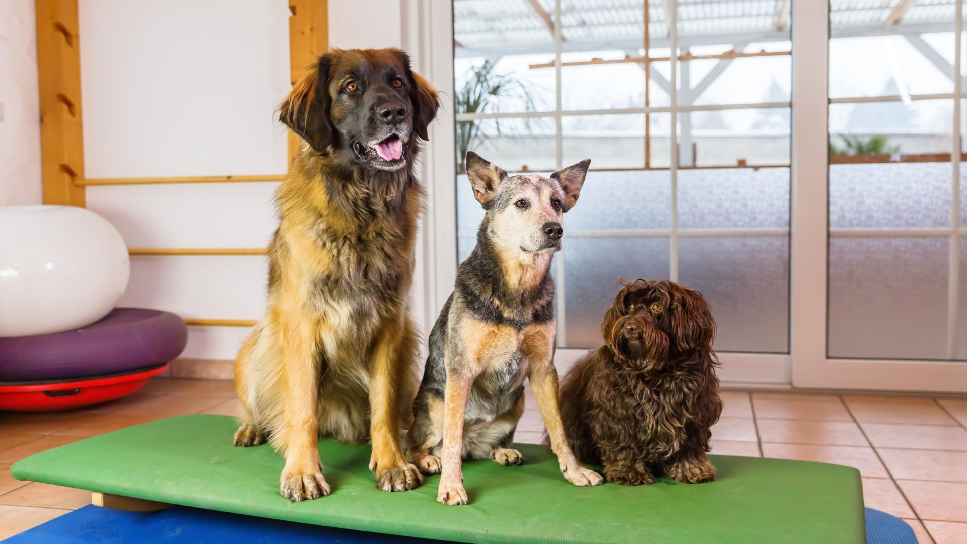 Drei Hunde, die in einem Tierheim untergebracht sind.