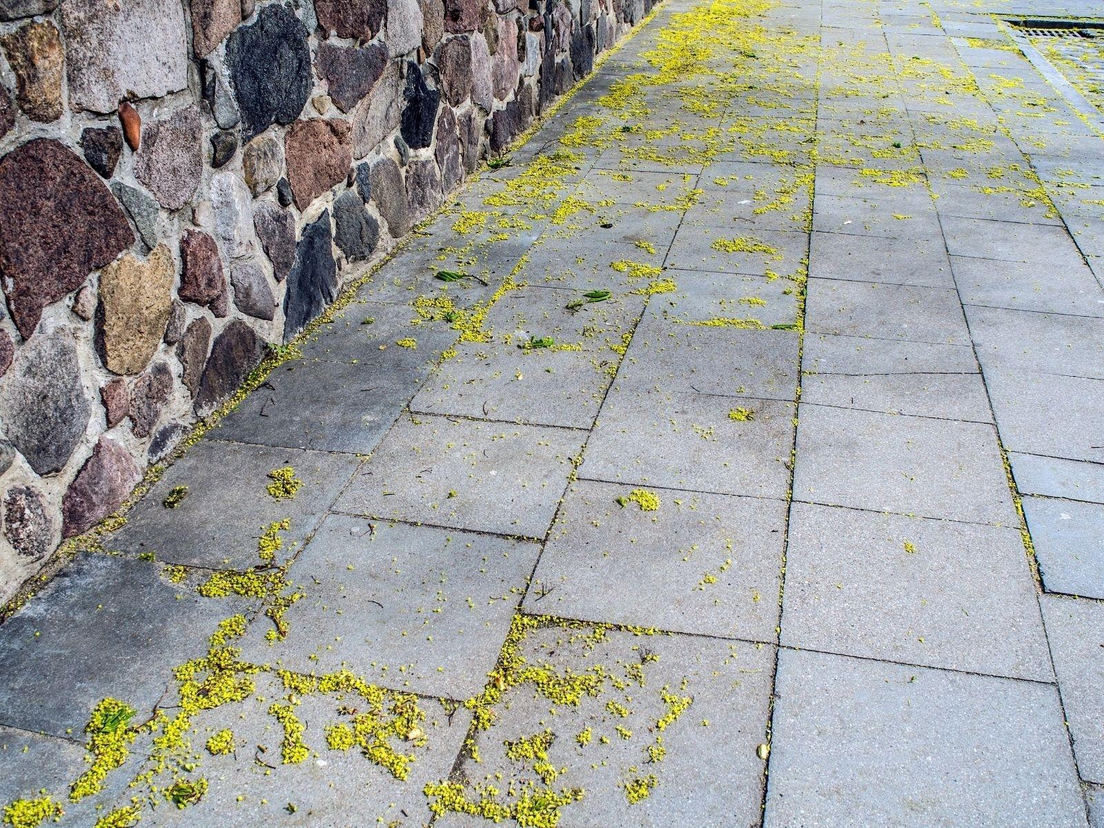 Straße mit bunter Steinmauer und gelben Pollen am Boden.