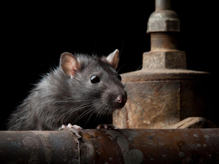Eine schwarze Ratte steht an einem alten Rohr in einem dunklen Raum
