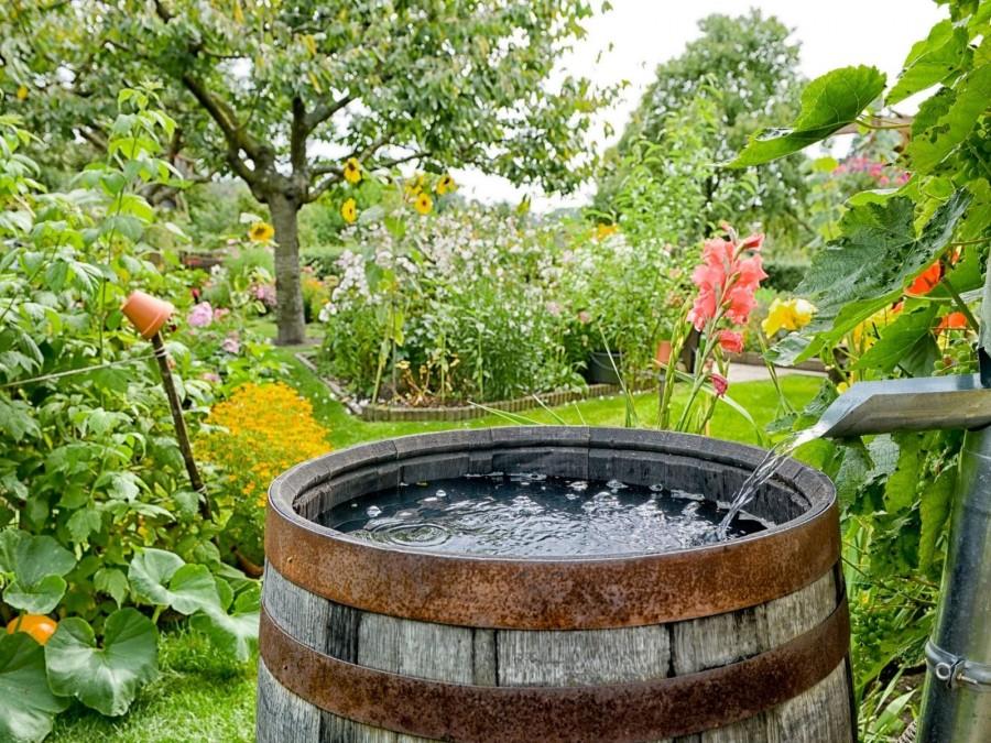 Regentonne in einem blühenden Garten.