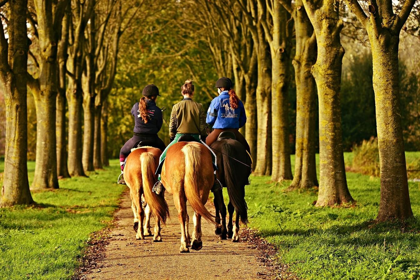 Auf dem Foto sind drei Frauen auf Pferden zusehen, welche einen Weg mit Bäumen entlang reiten.