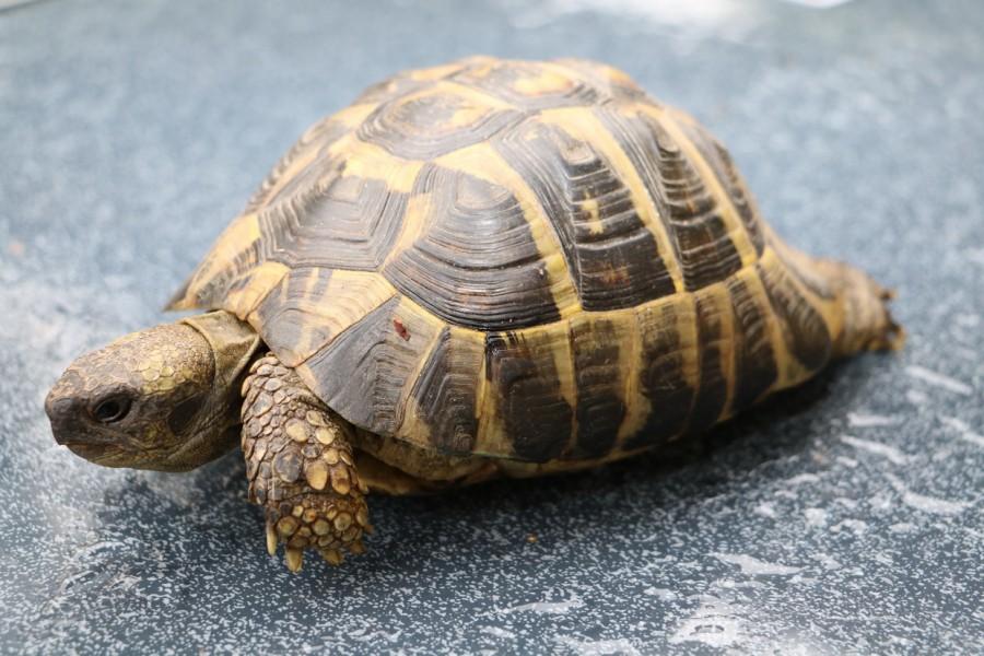 Griechische Landschildkröte (Testudo hermanni).