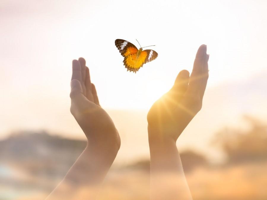 Zwei Hände die sich Richtung Himmel öffnen. Ein schwarz bunter Schmetterling fliegt der Sonne entgegen.