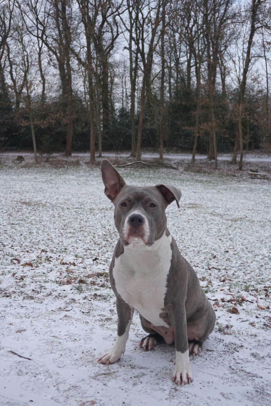 Hündin Stella im Schnee