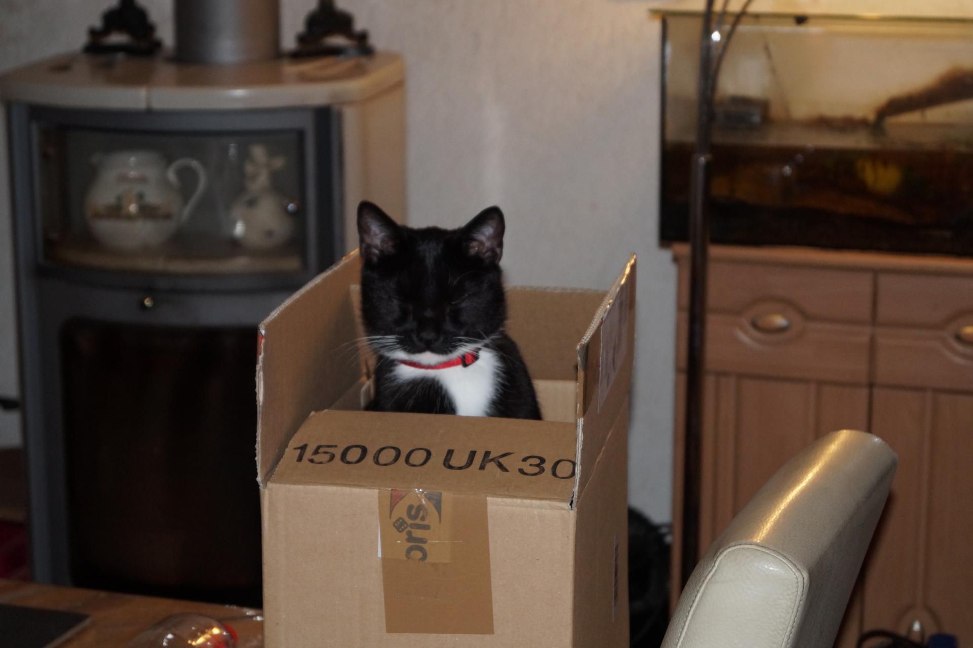 Katze sitzt in einem Karton