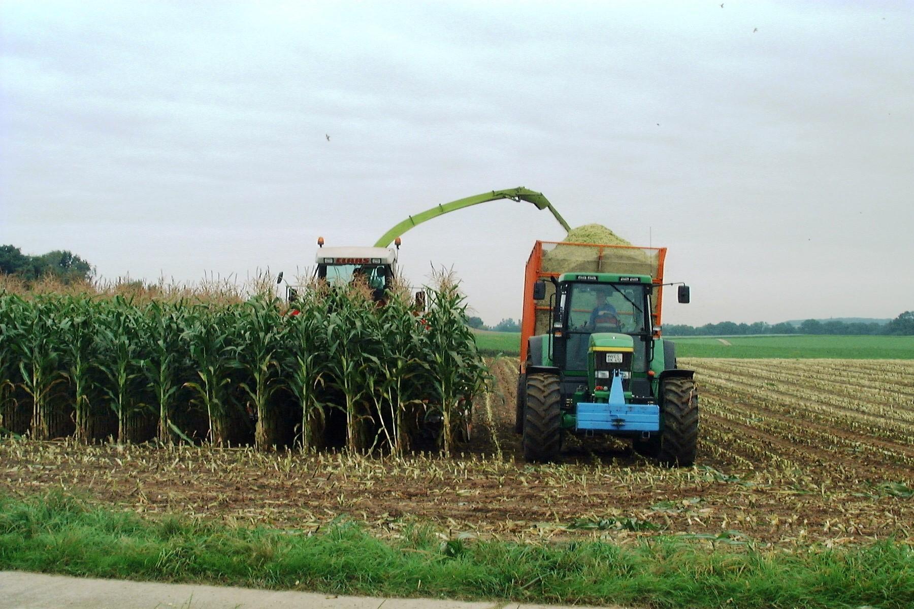 Das Bild zeigt eine landwirtschaftlich genutzte Fläche, die mit Mais bebaut ist.