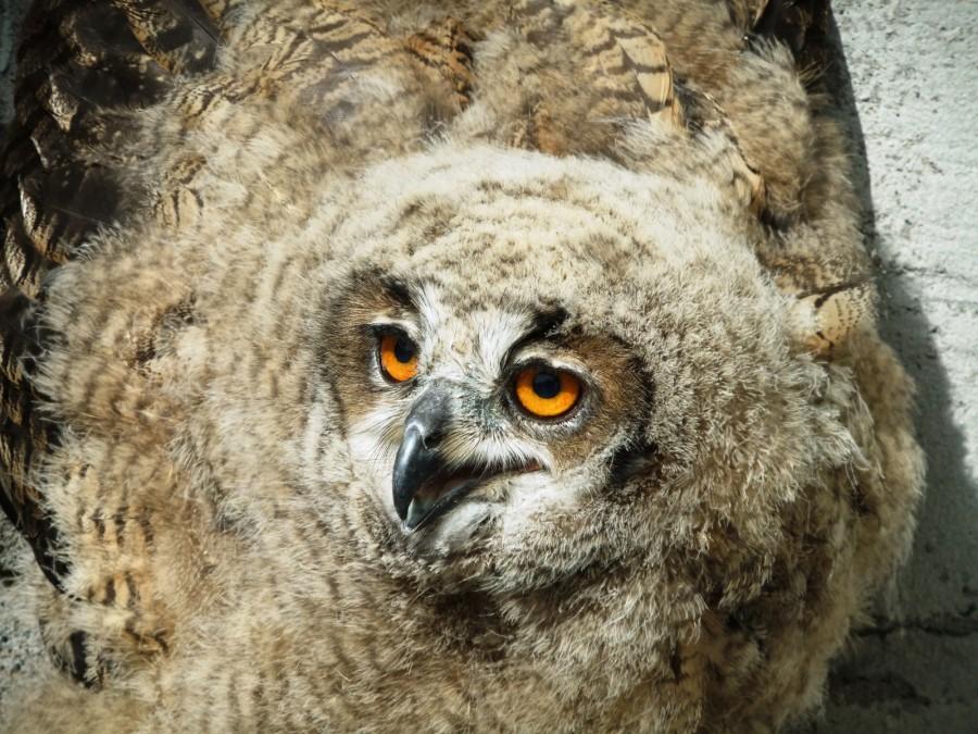 Abbildung eines Uhus (Jungvogel) als größte einheimische Eulenart.
