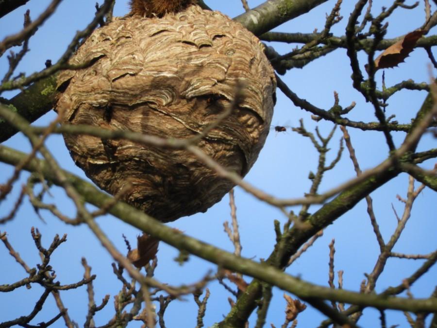 Aktives Velutina-Nest in Mülheim an der Ruhr