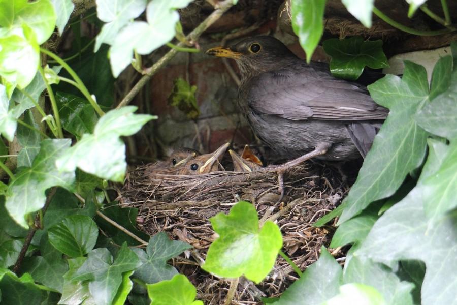 Amsel bei ihren Küken im Nest.