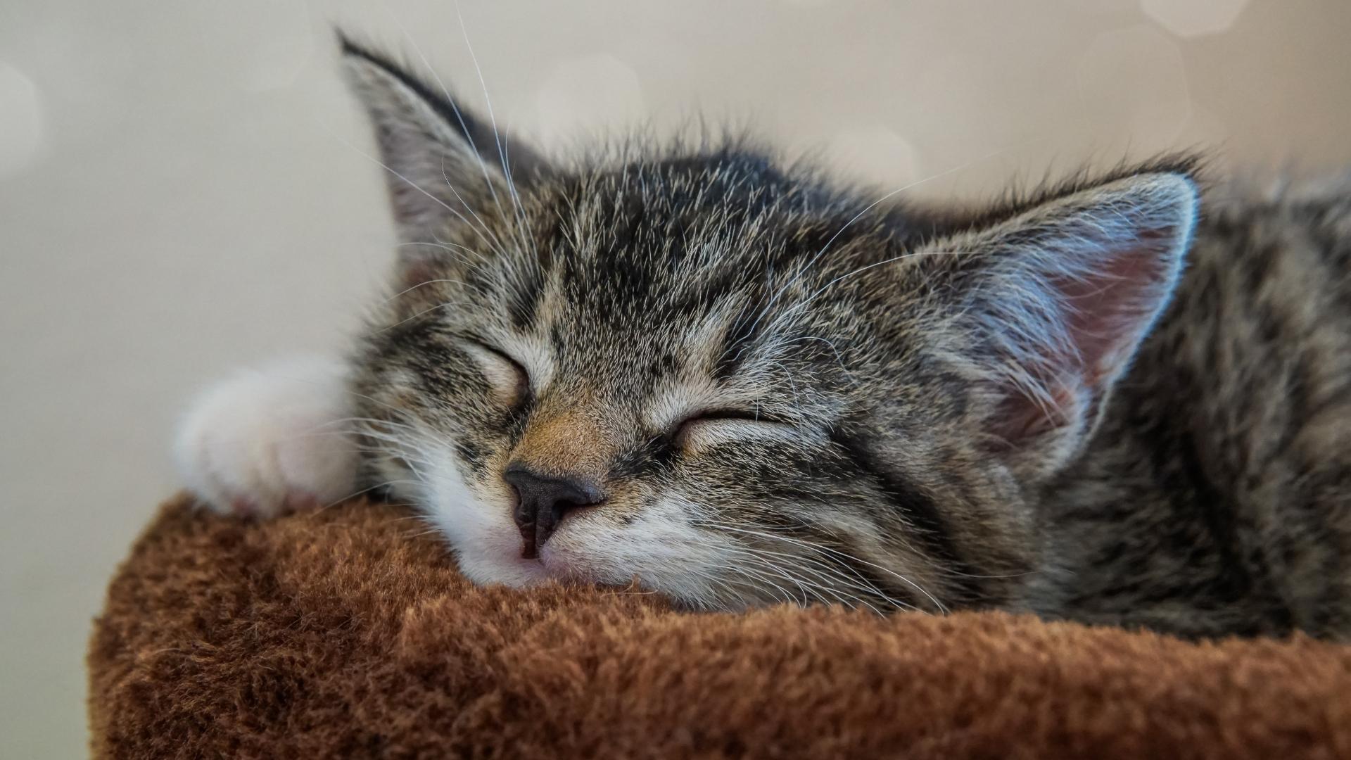 Katze die schläft