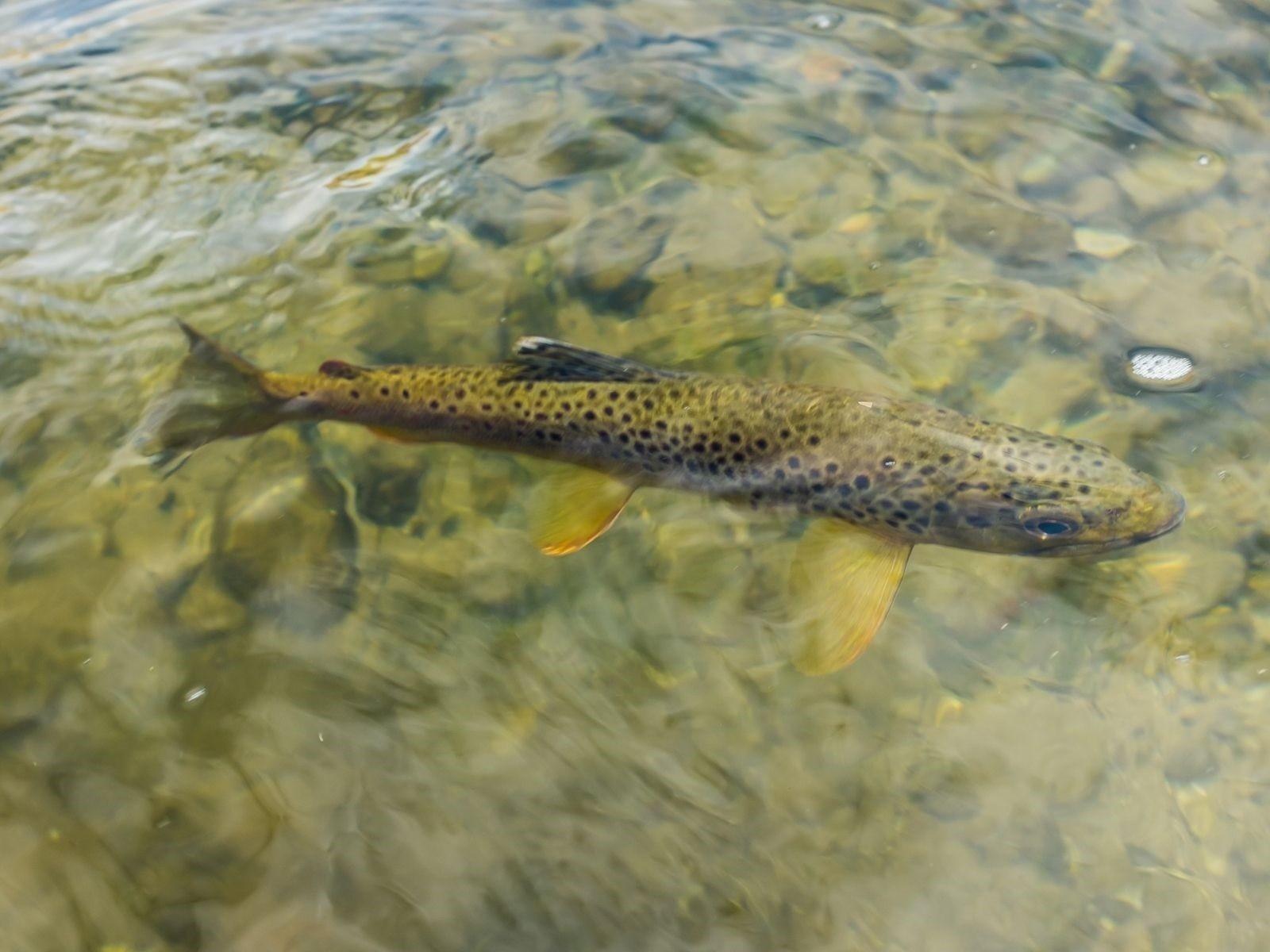 Bachforelle (Salmo trutta fario), eine Unterart der Forelle.