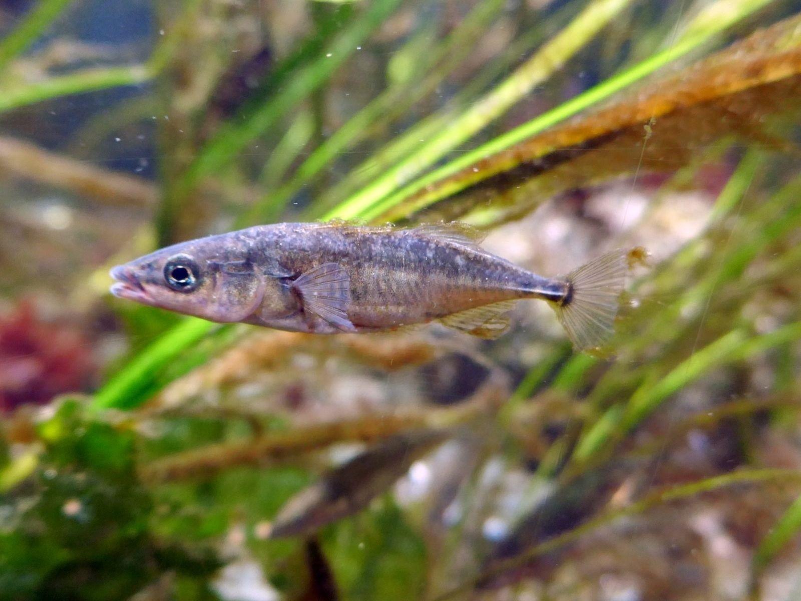 Dreistachliger Stichling (Gasterosteus aculeatus).