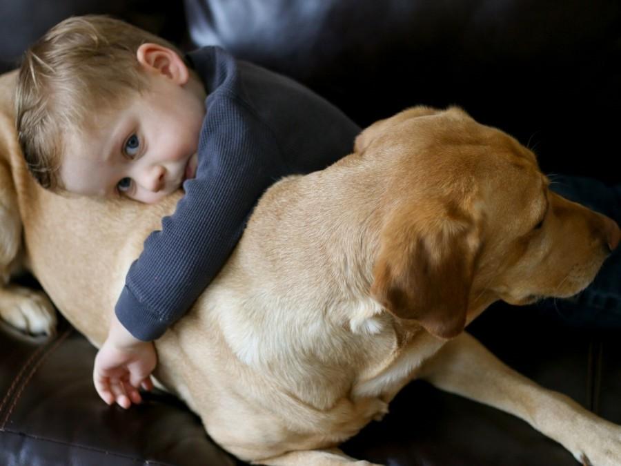 Kleines Kind kuschelt mit einem Labrador Hund. Tierhaltung, Kindertagespflegepersonen, Kita, Kinderbetreuung, Pflegevater, Pflegemutter, Kinderpflegenest.
