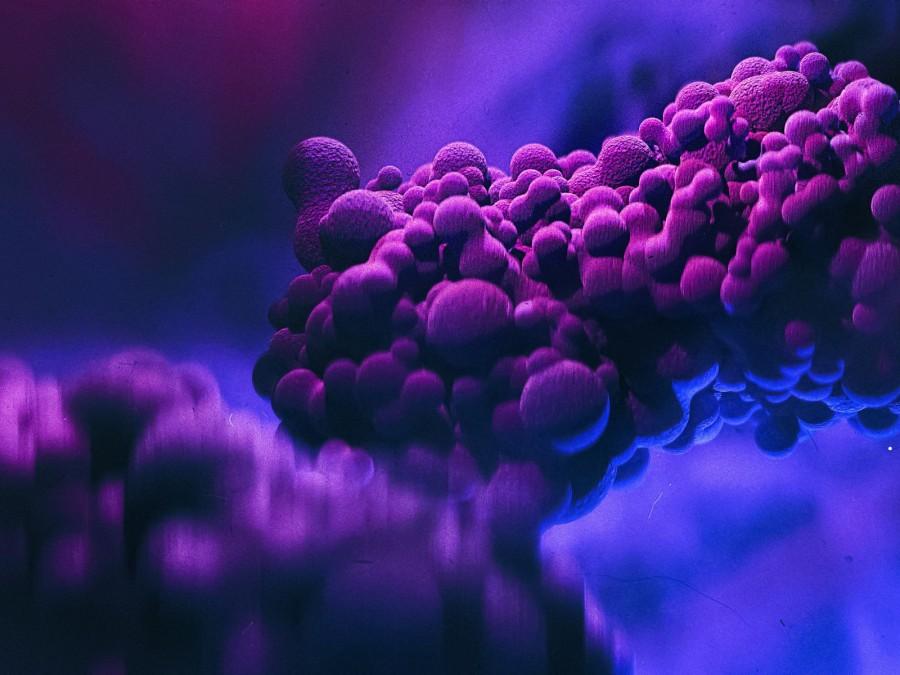 Mikroskopische Ansicht schwimmender Mpox-Viruszellen