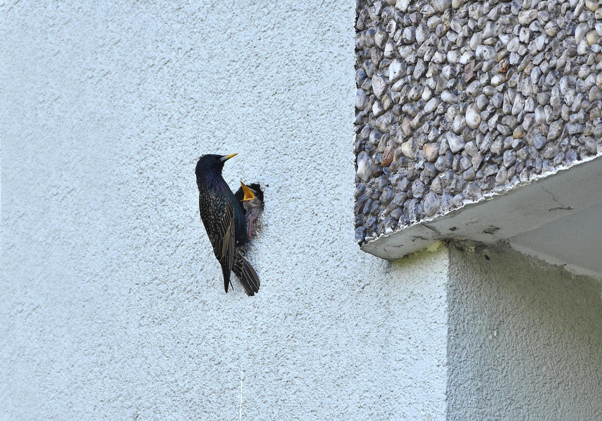 Ein Specht füttert ein Junges, das aus einer Fassade schaut.