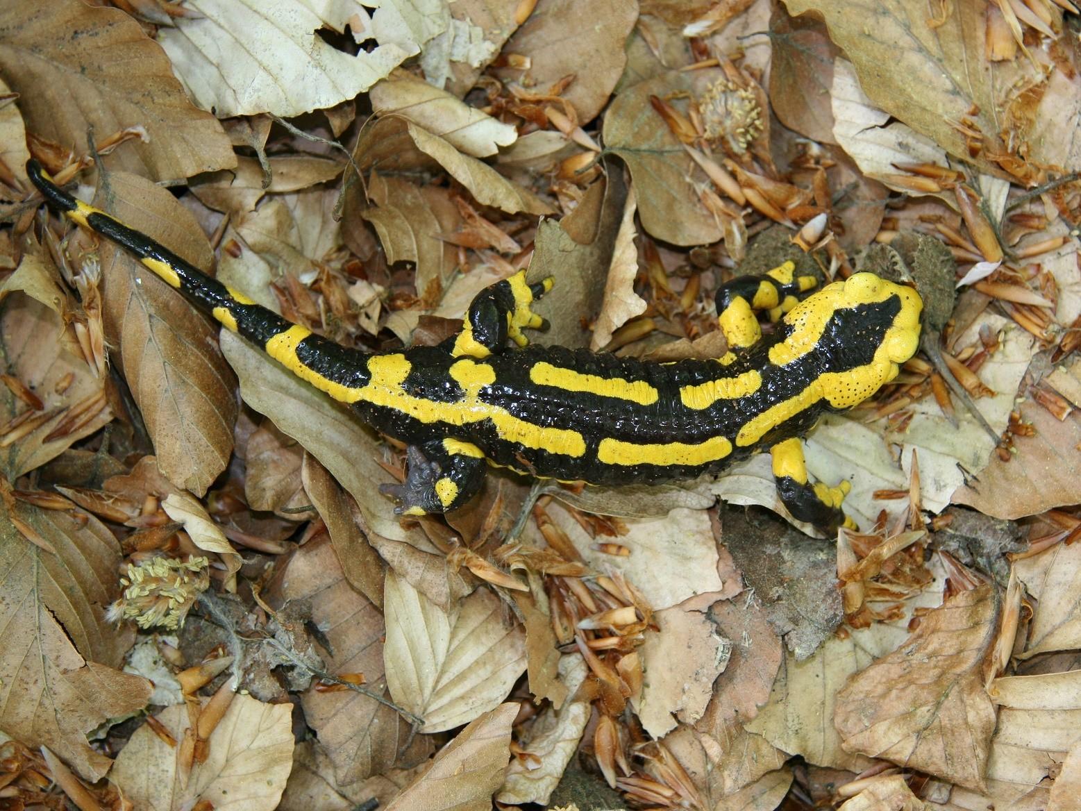 Ein einheimischer männlicher Feuersalamander auf getrocknetem Laub.