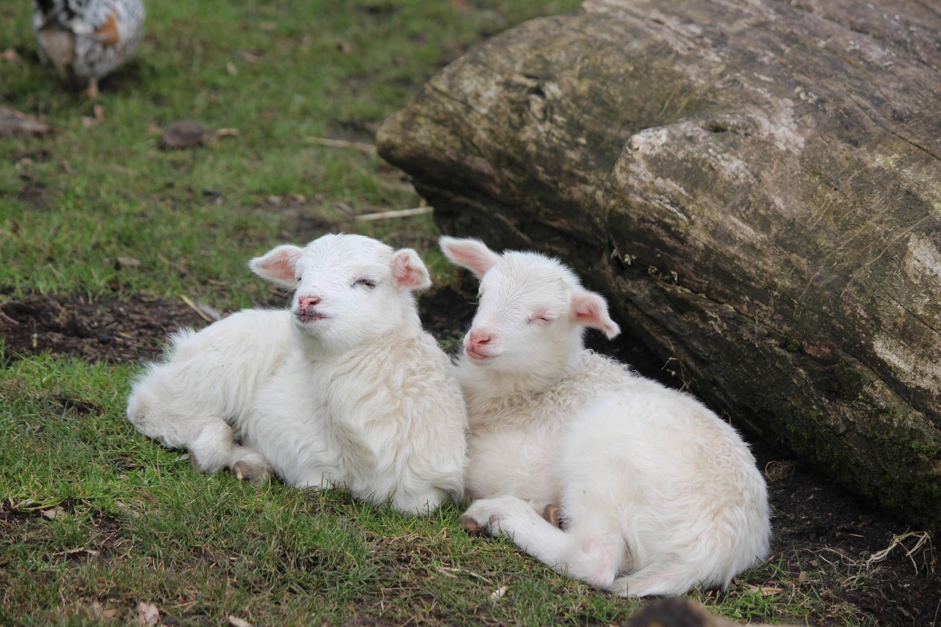Bild der Nachwuchslämmer im Tiergehege Witthausbusch.