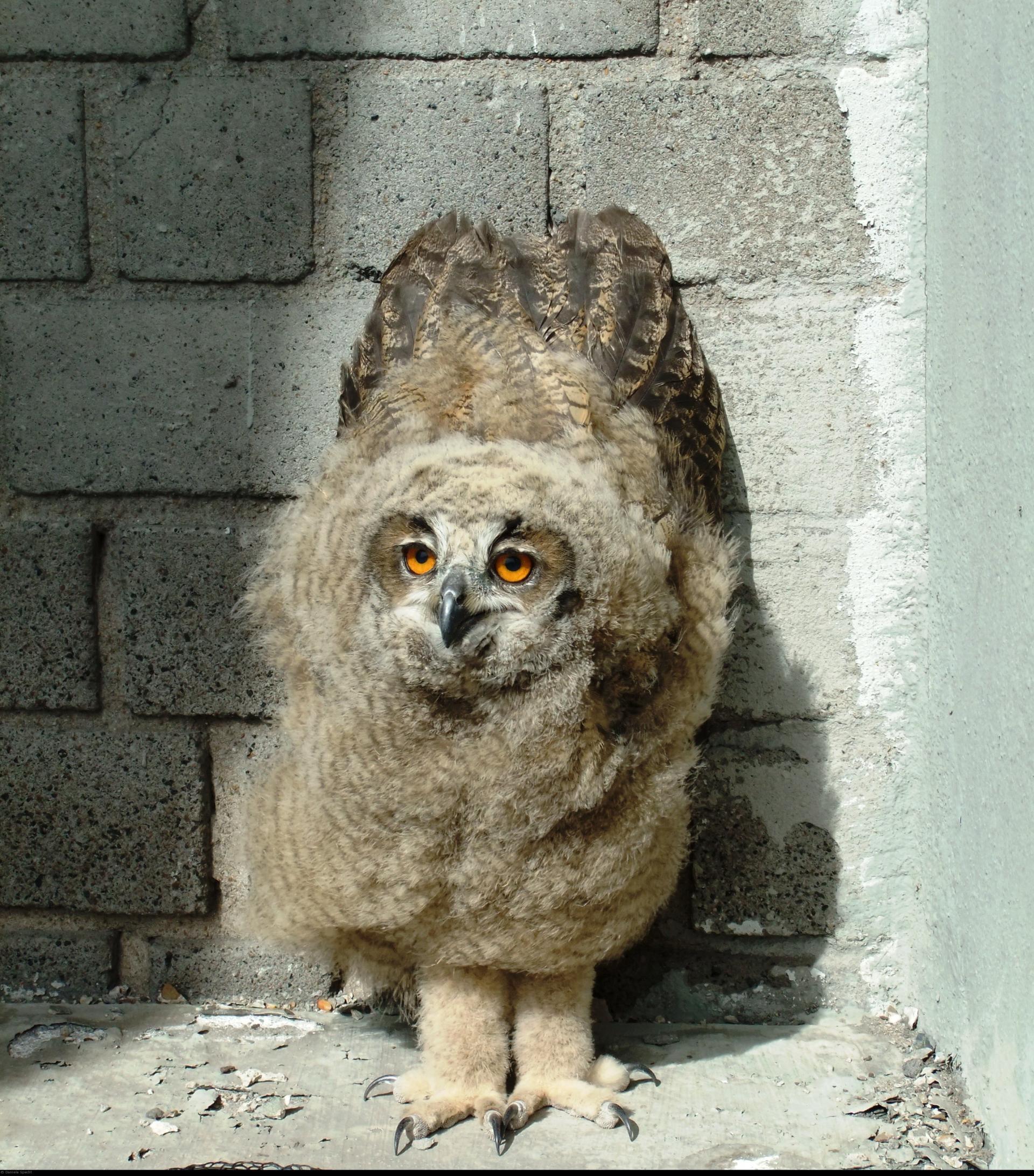 Uhus (Bubo bubo) gehören als größte einheimische Eulenart zu den streng geschützten Arten.