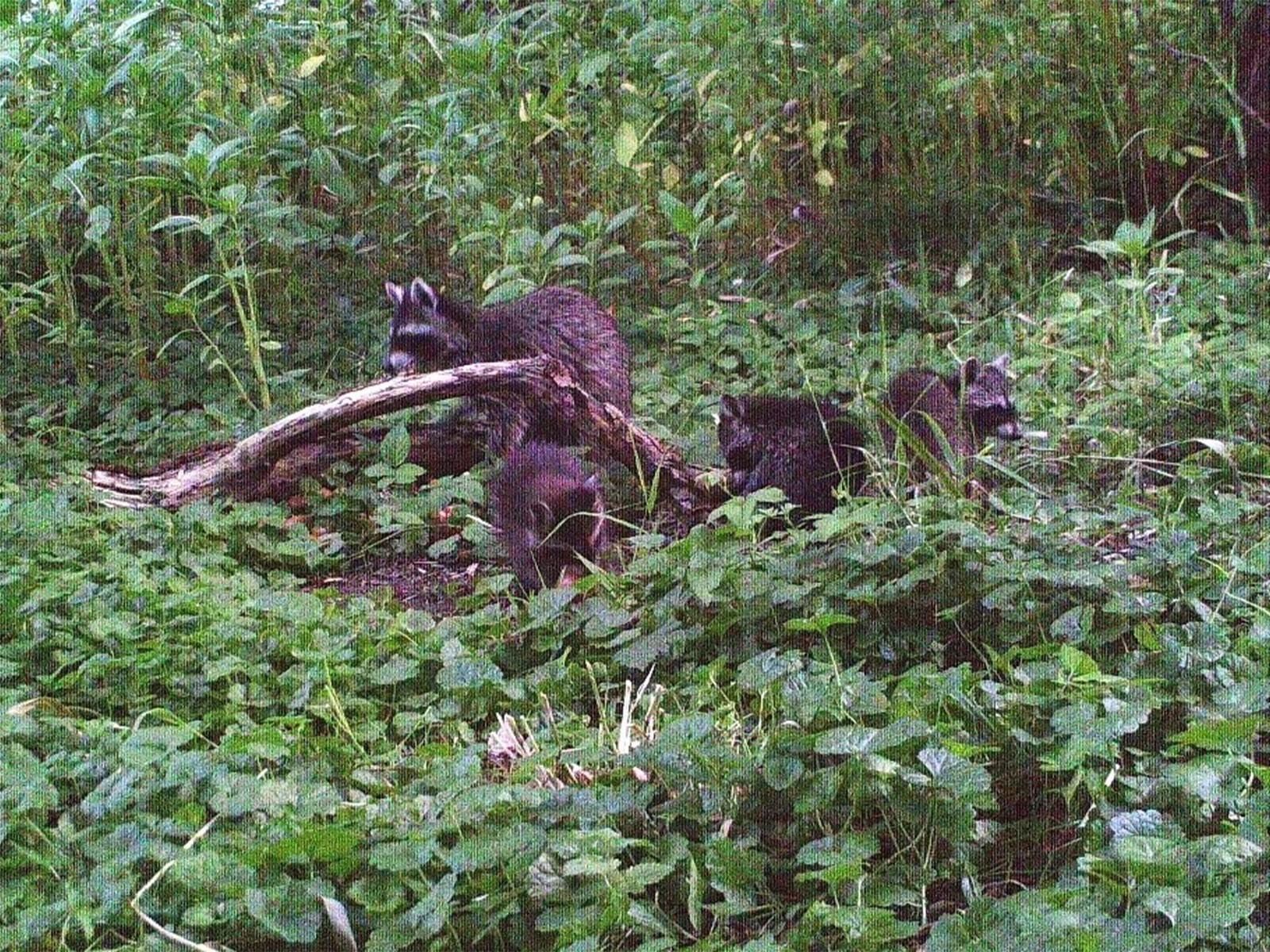 Bild von vier Waschbären, durch eine Wildtierkamera aufgezeichnet.