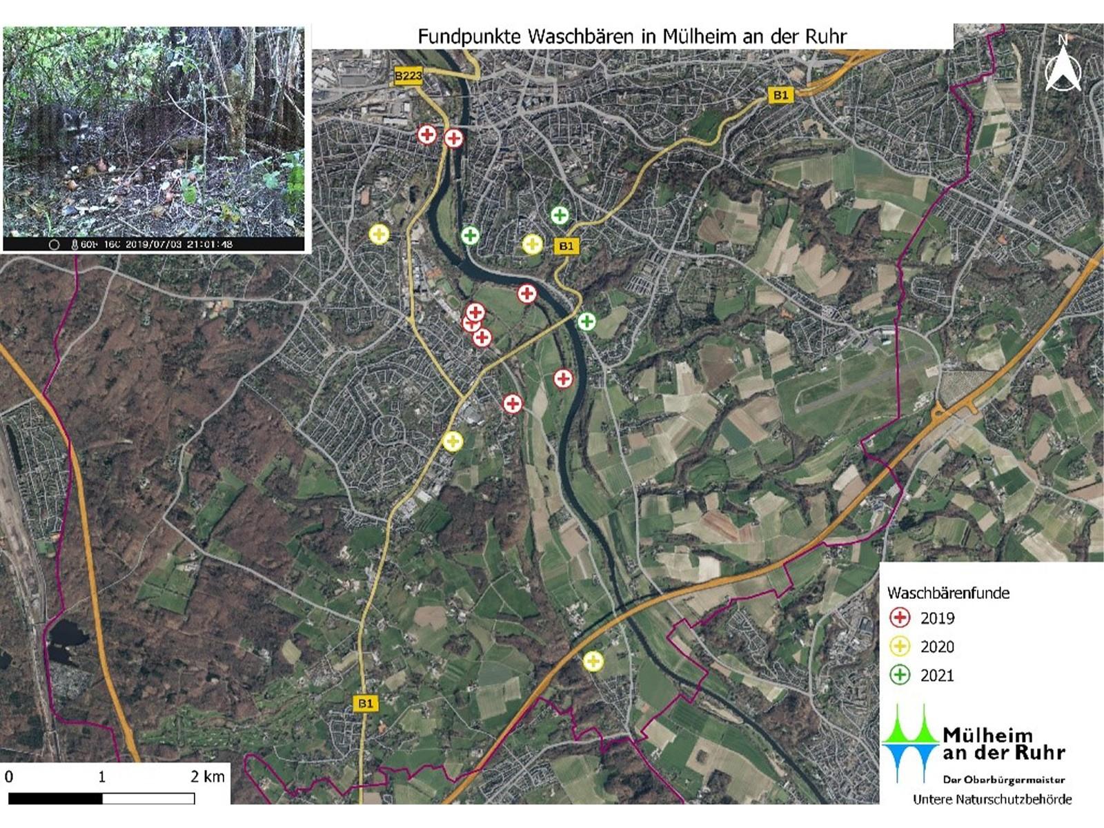 Karte mit Fundpunkten der Waschbären im Mülheimer Stadtgebiet, in den Jahren 2019 bis 2021.