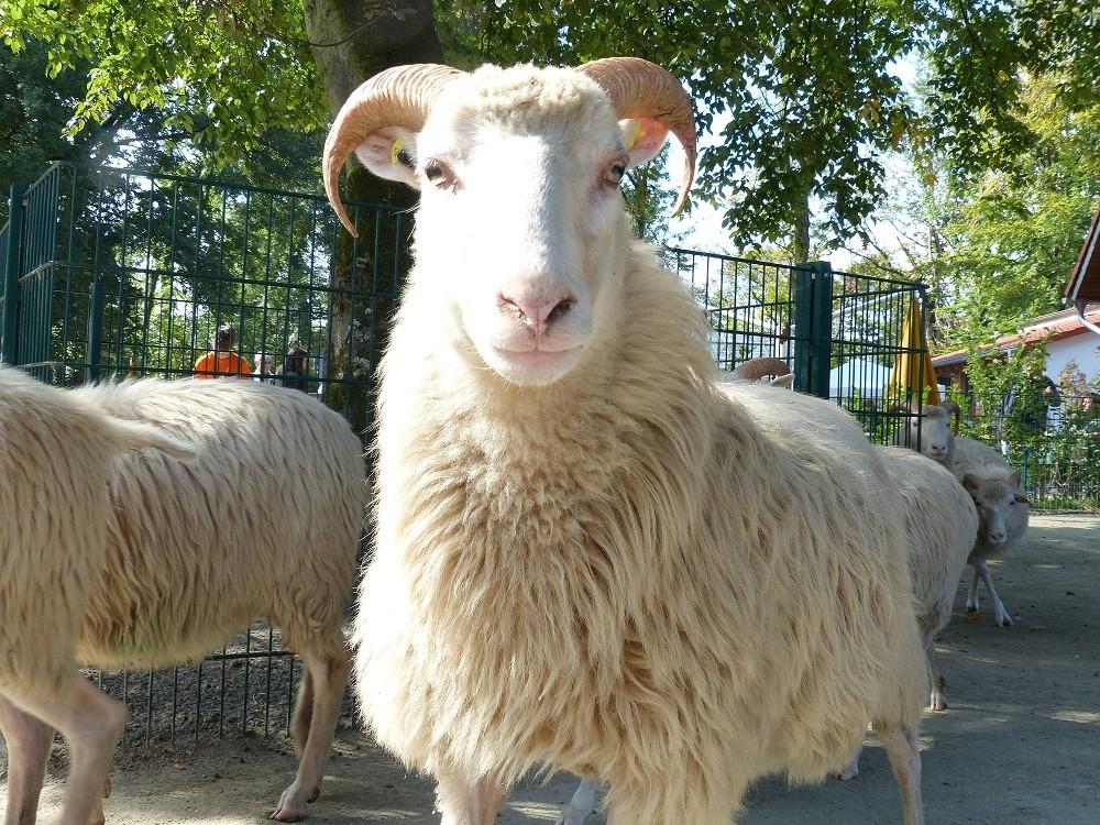 Bild eines neugierigen Schafes im Tiergehege Witthausbusch.