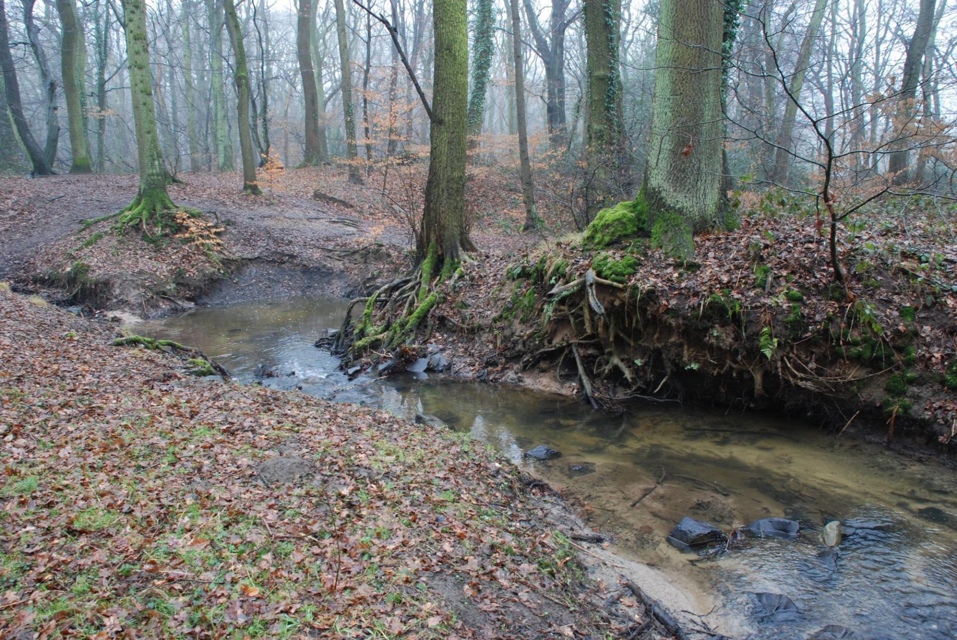Der Wambach im Naturschutzgebiet Oberläufe des Wambaches in Mülheim-Saarn.