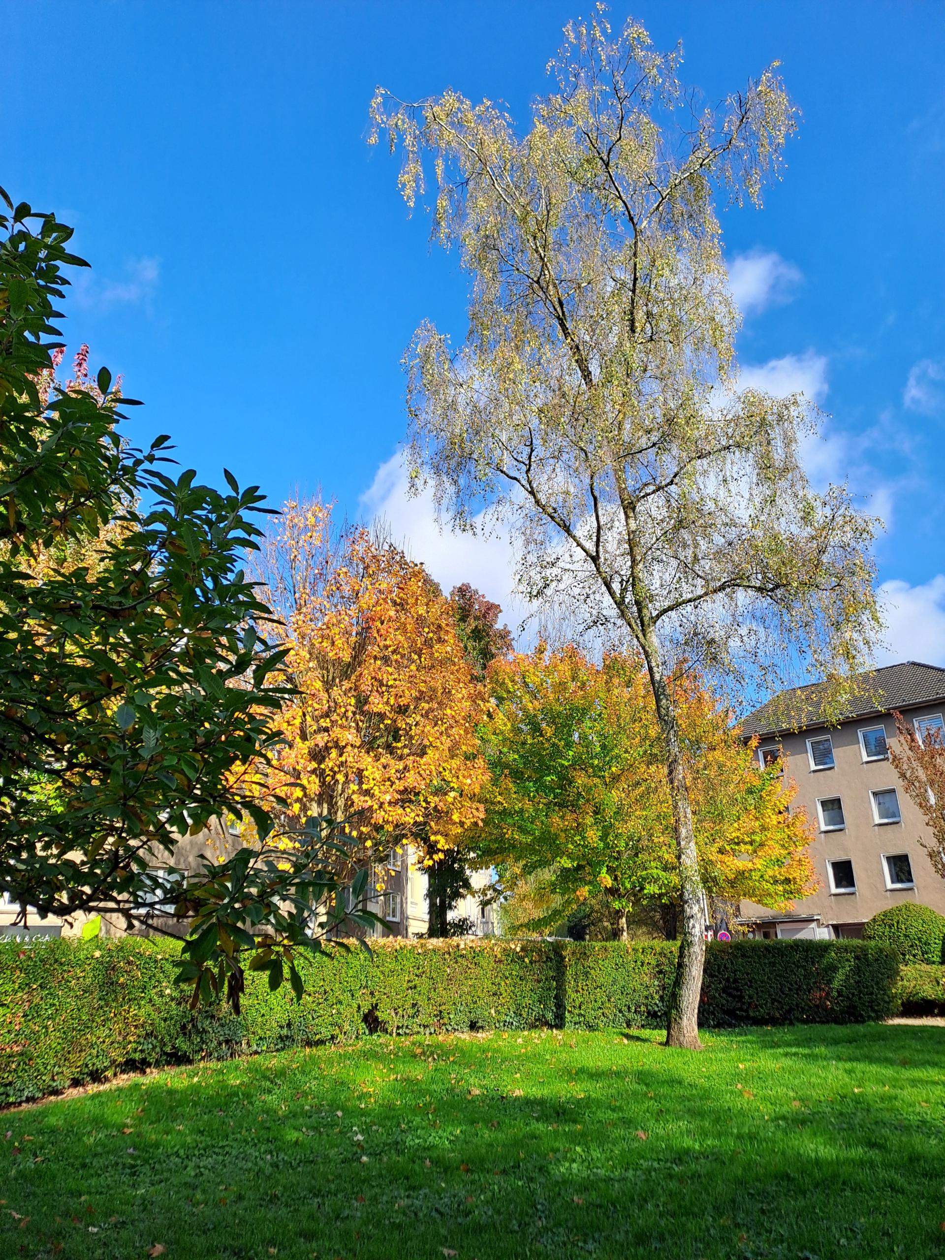 Zu sehen sind bunte Bäume im Herbst, die auf dem Dichterplatz im Dichterviertel Eppinghofen stehen.