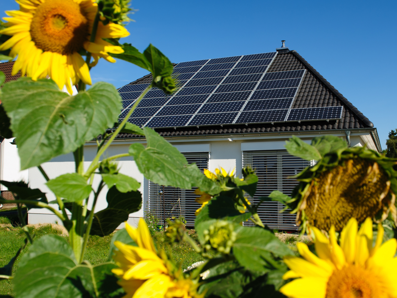Sonnenblume und PV