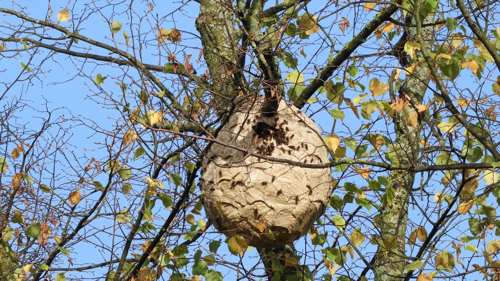 Nest der Asiatischen Hornisse