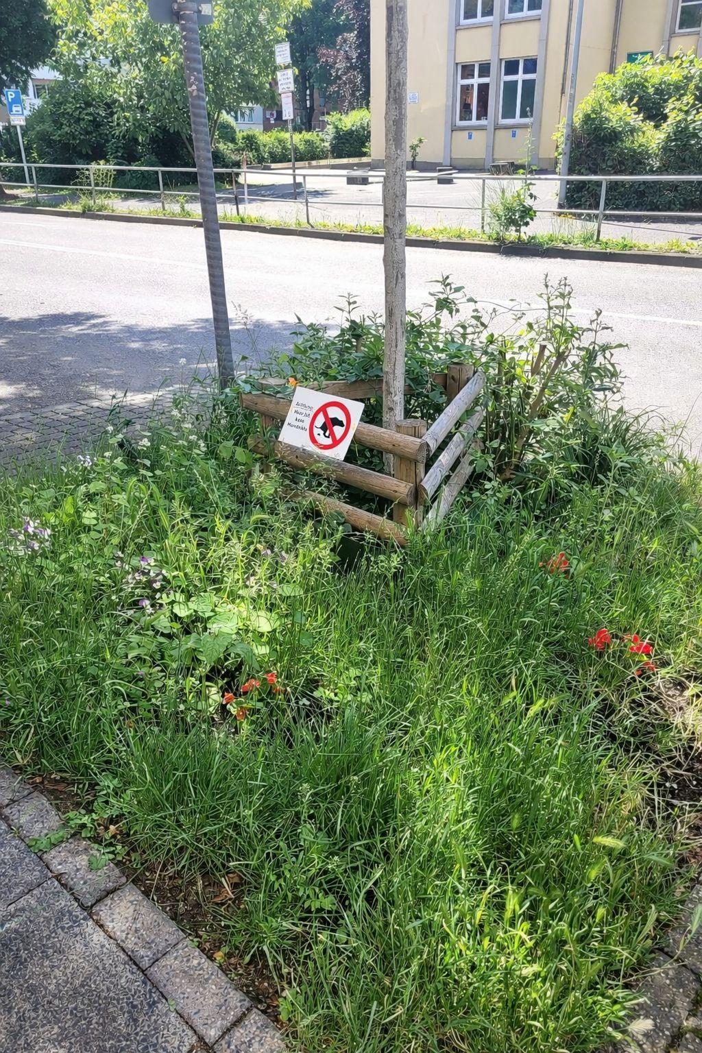 Auf dem Foto ist eine bepflanzte Baumscheibe zu sehen.