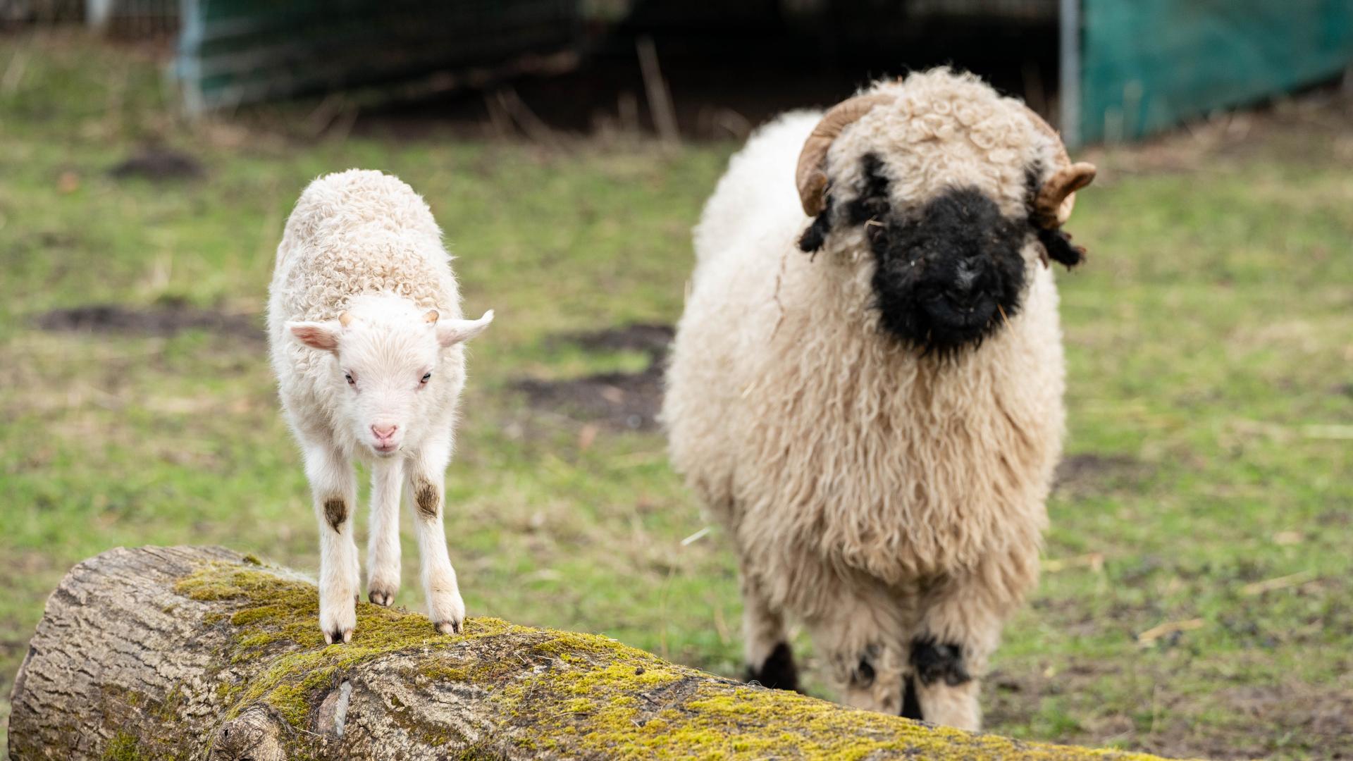 Junges weißes Lamm steht auf einem moosbedeckten Baumstamm neben einem wolligen Schaf mit schwarzem Gesicht und Hörnern