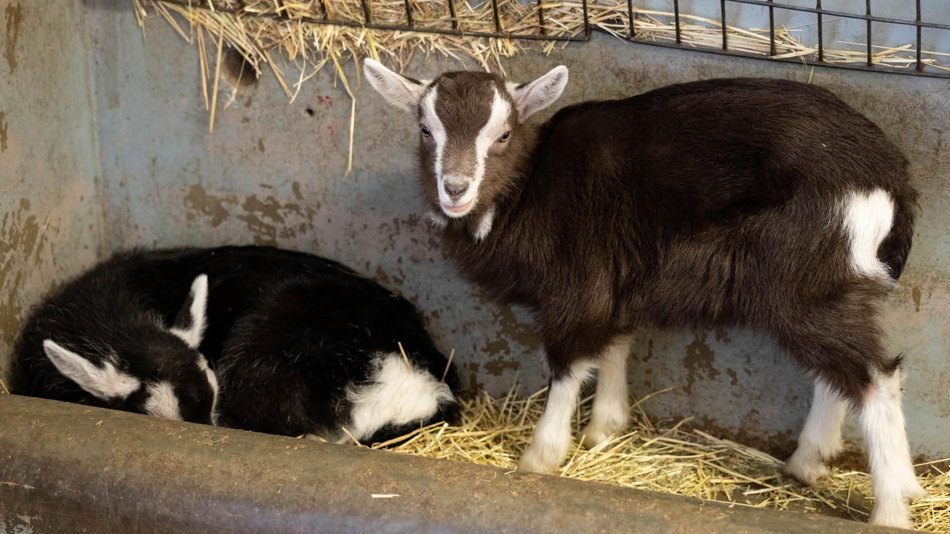 Zwei junge Ziegen in einem Stall, eine liegt auf Stroh, die andere steht und blickt zur Kamera