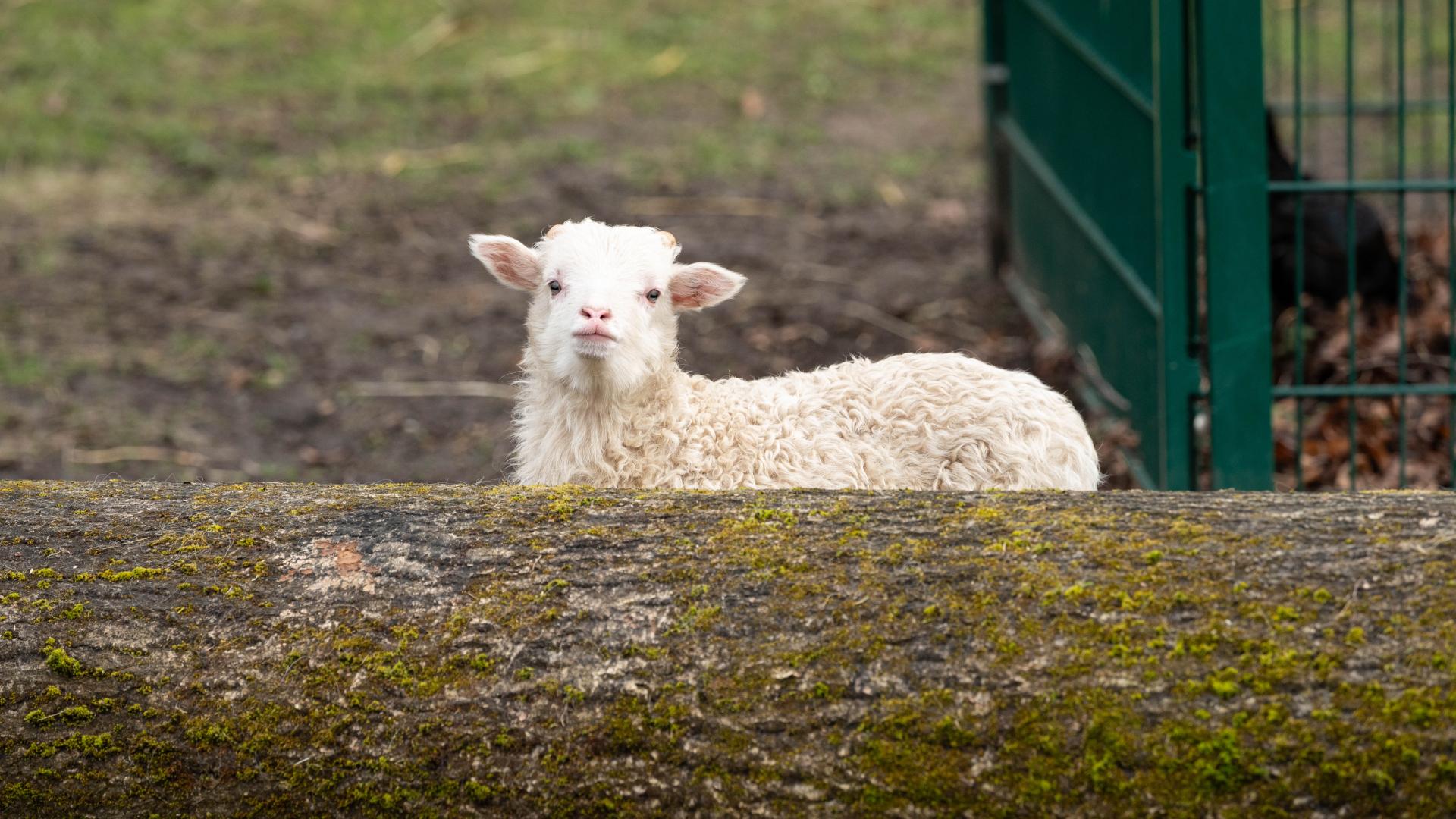 Junges Schaf hinter einem moosbedeckten Baumstamm mit grünem Zaun im Hintergrund
