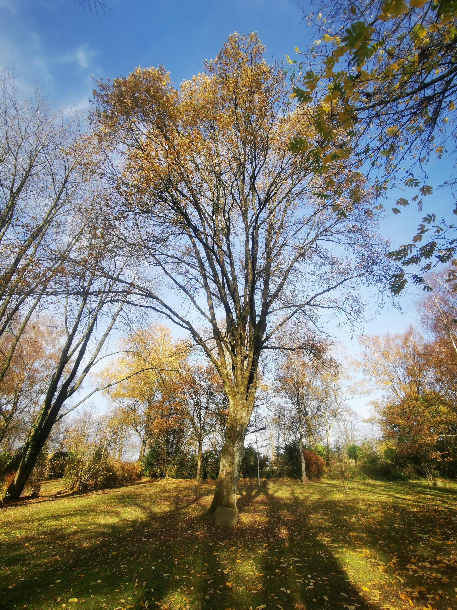 Ein Familienbaum auf dem Hauptfriedhof