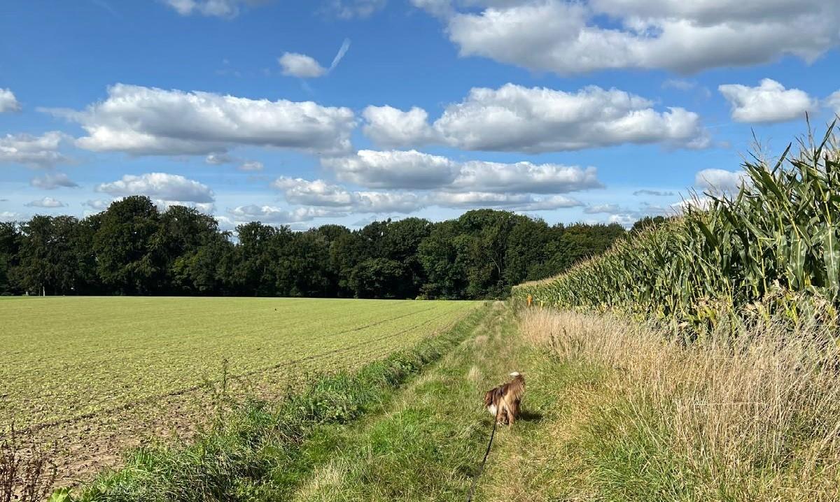 Das Bild zeigt Felder und Baumbestand im Landschaftsschutzgebiet.