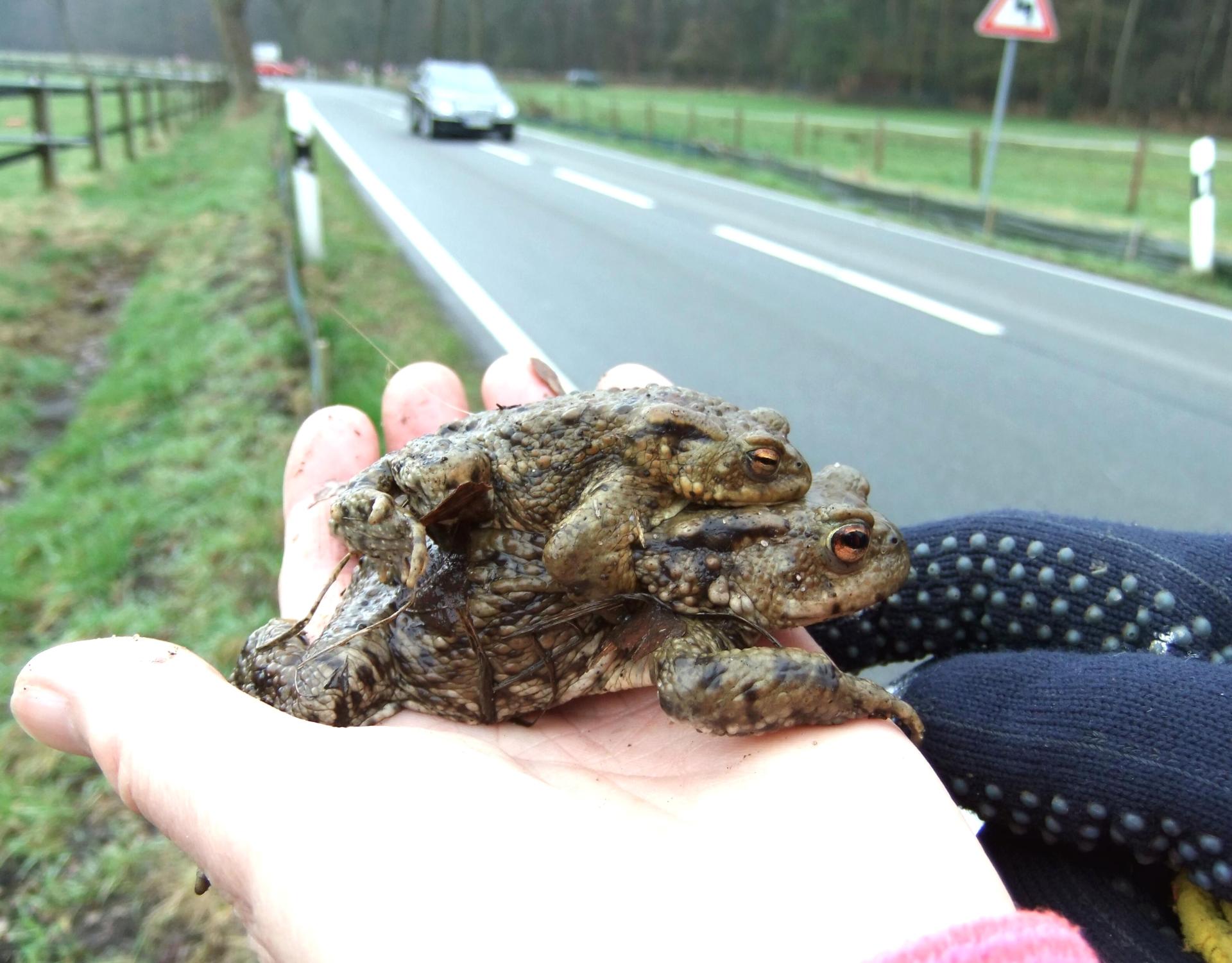 Es sind eine weibliche und eine männliche Erdkröte zu sehen, die vor dem Überqueren einer Straße gerettet worden sind.