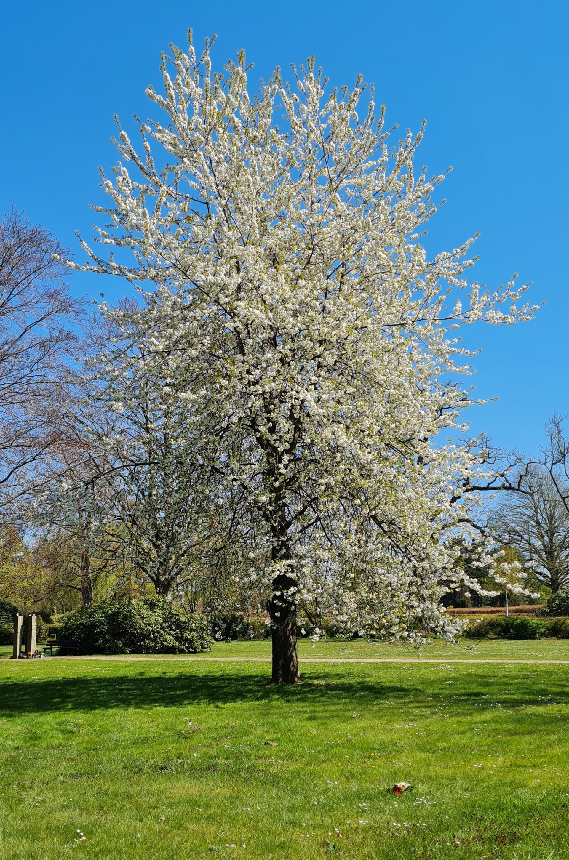 Grabfeld für anonyme Sargbeisetzungen