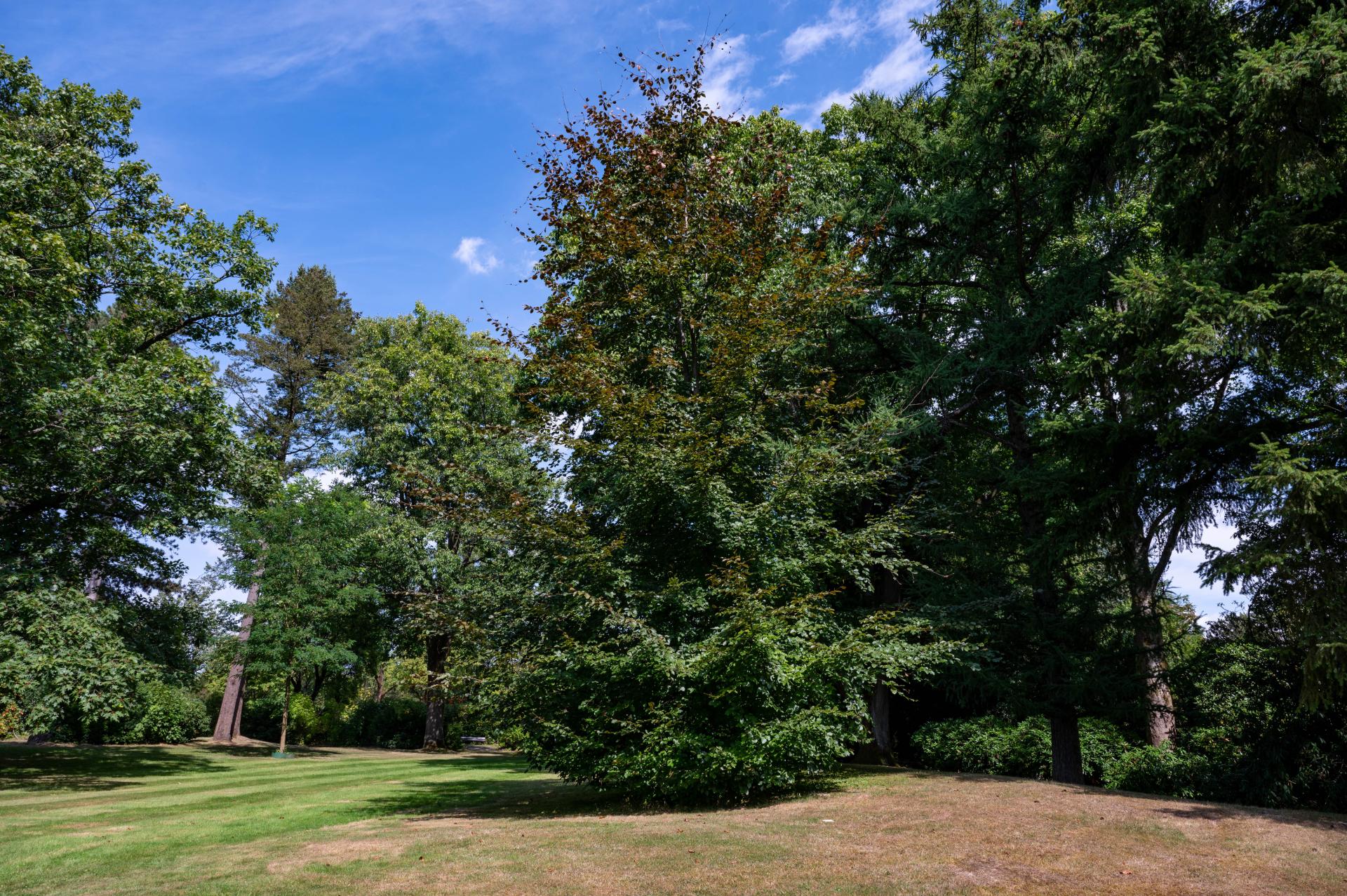 Baum auf dem Baumbestattungsfeld auf dem Hauptfriedhof Mülheim