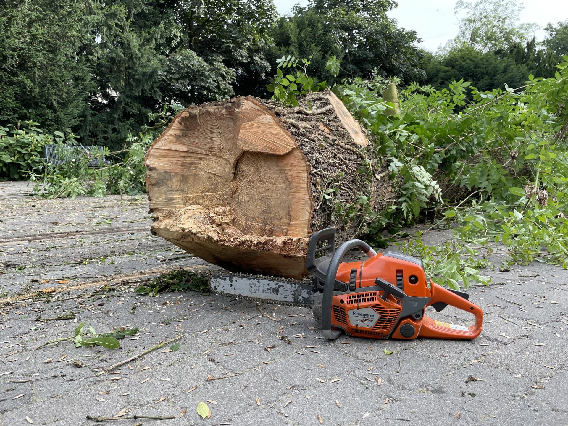 Ein gefällter Baum liegt auf dem Pflaster. Die Schnittkante zeigt nach vorn. Davor liegt eine orangefarbene Motorsäge.
