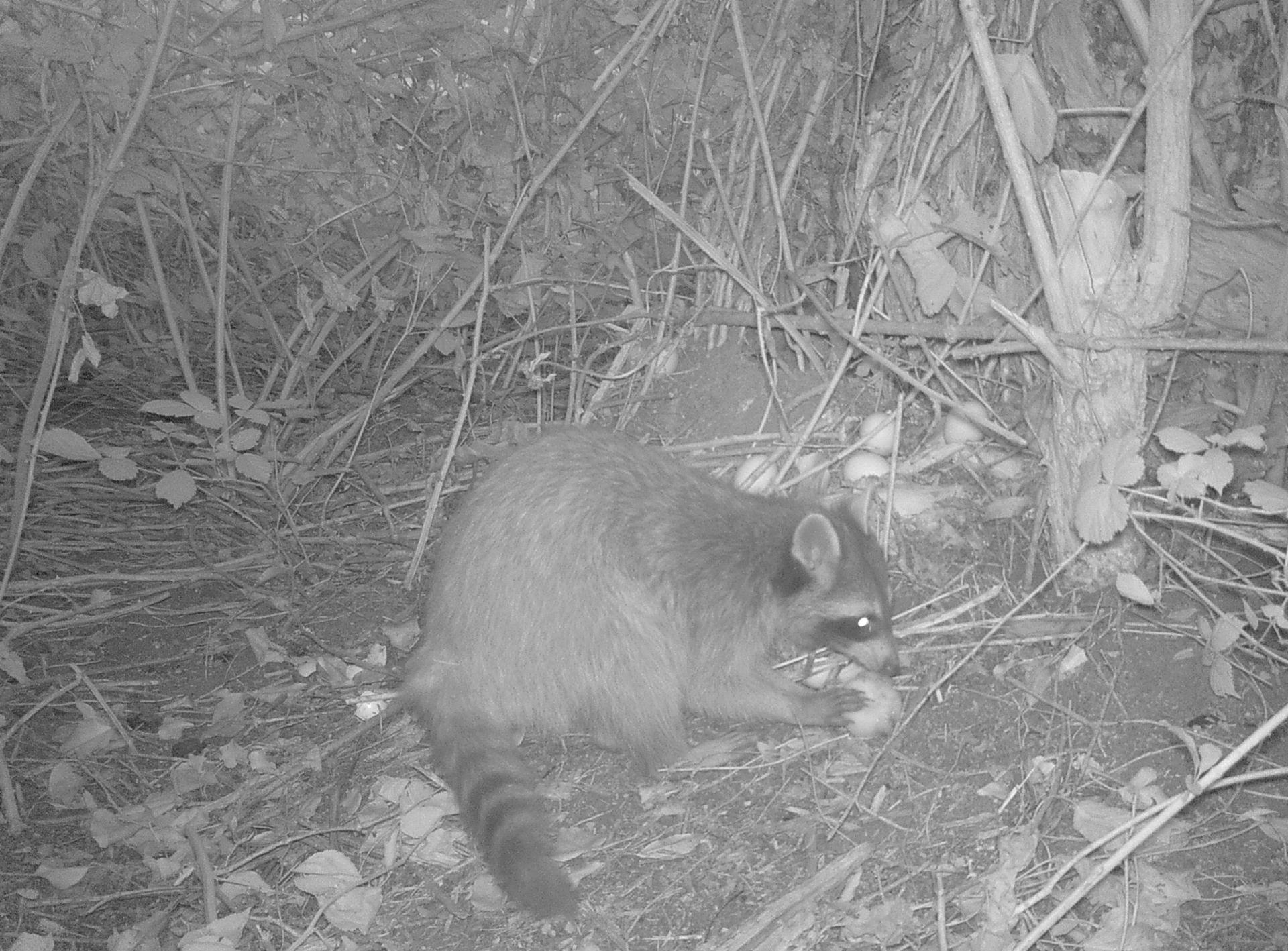 Ein Waschbär nachts beim Fressen.